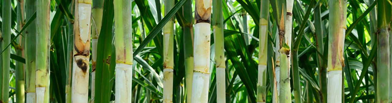 Labasa sugarcane farm