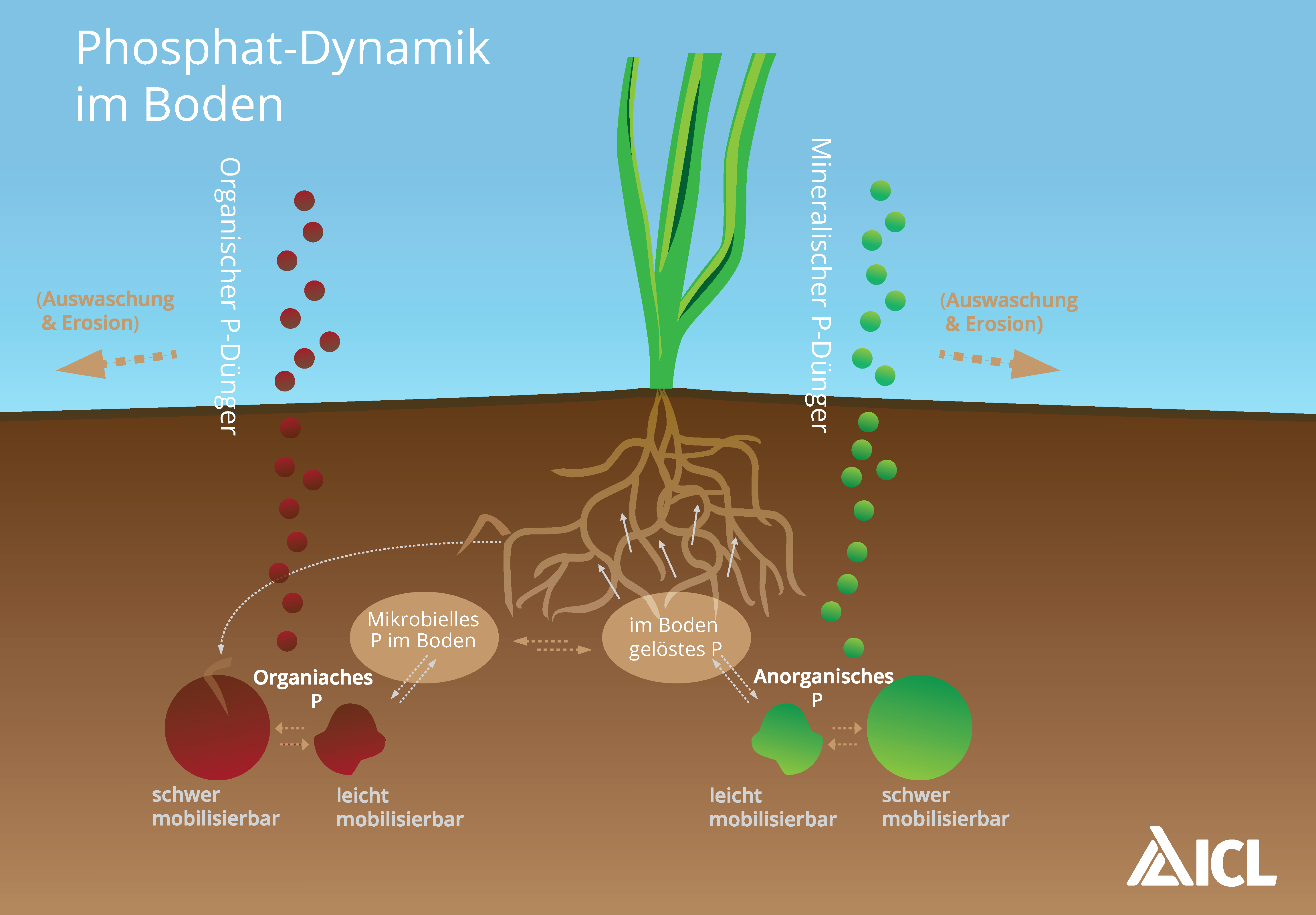 Phosphor in Gräsern | ICL Specialty Fertilizers