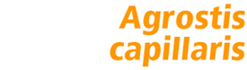 Proselect Agrostis capillaris