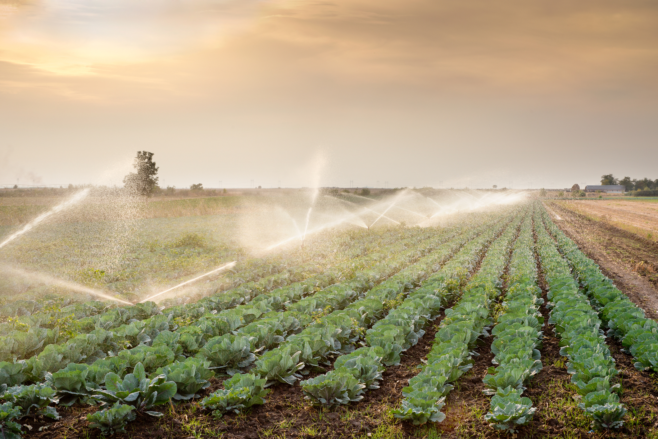 Irrigation field with H2Flo