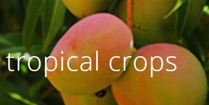 Tropical crops | ICL Specialty Fertilizers