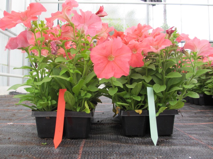 Petunia Left: water soluble fertilizers. Right: Osmocote Bloom