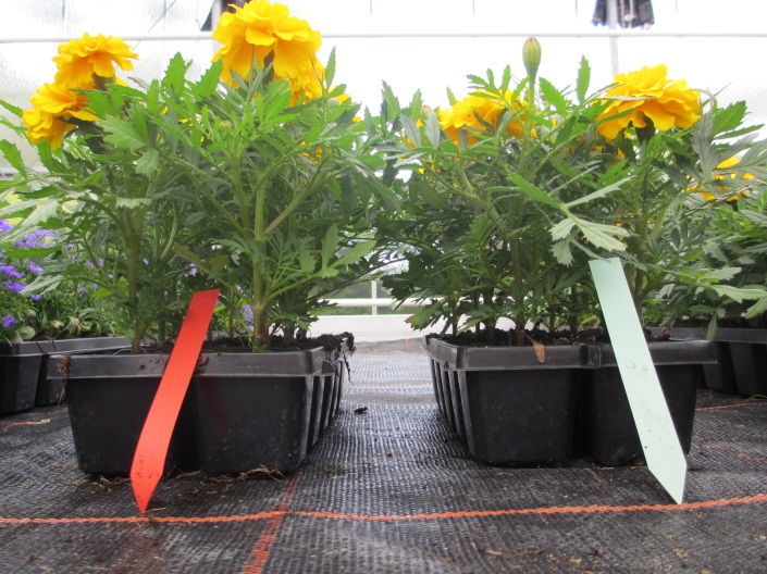 Tagetes Left: water soluble fertilizers. Right: Osmocote Bloom