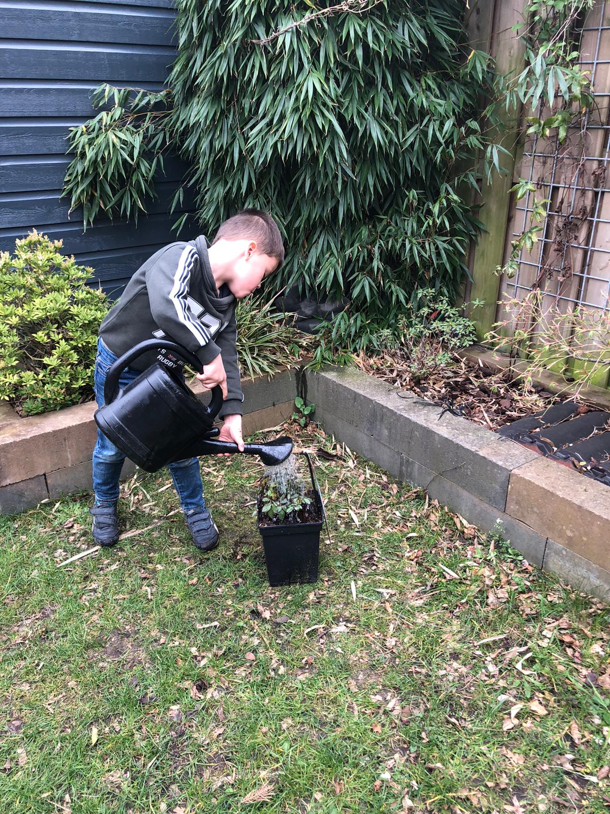Een beetje water erbij De potrozen kunnen worden geplant in de tuin of in een pot blijven staan