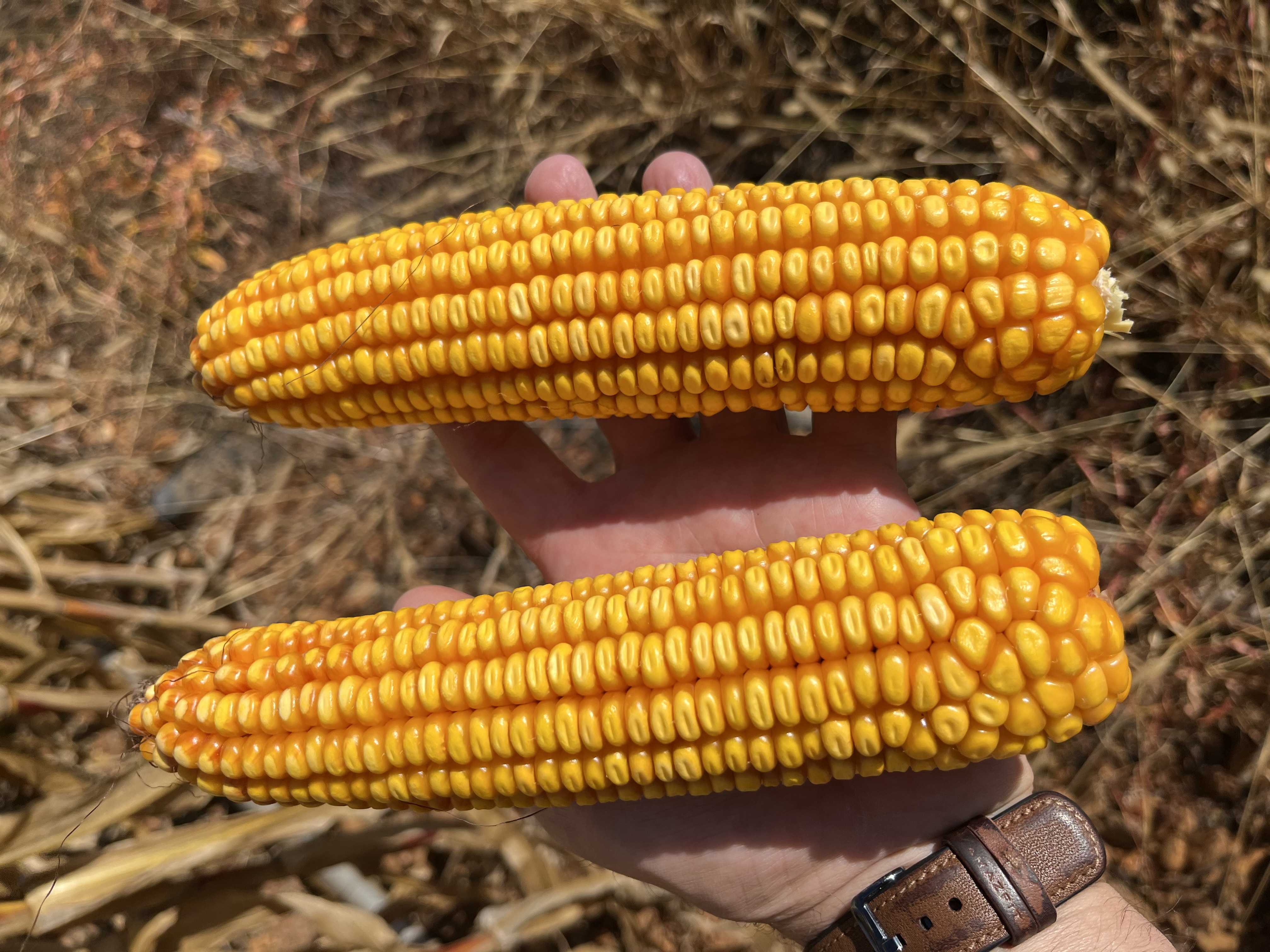 Ensayo en maíz en León con Polysulphate aumenta la producción