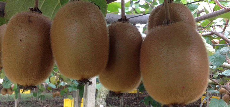 Actinidia deliciosa
