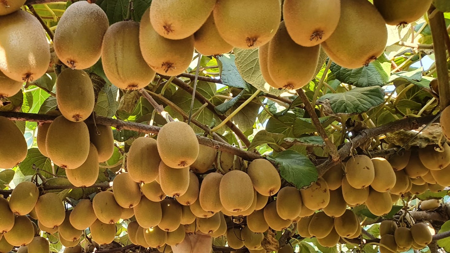 Actinidia chinensis