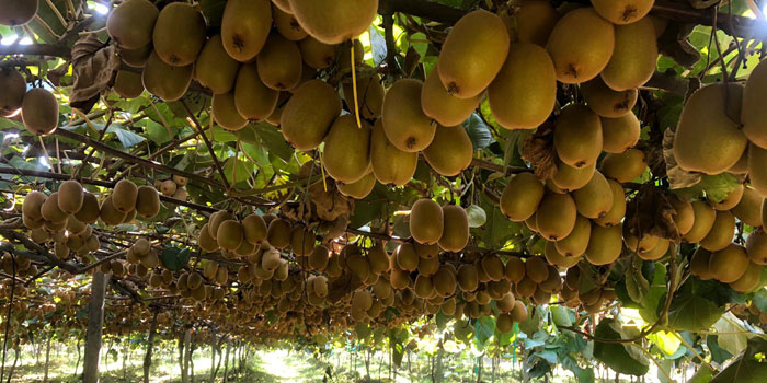 Actinidia chinensis