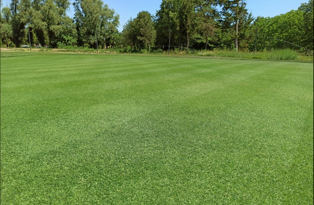 Agosto 2020 37°C | Prova Agrostis stolonifera var. Piranha - 2020, Scuola Agraria di Padova