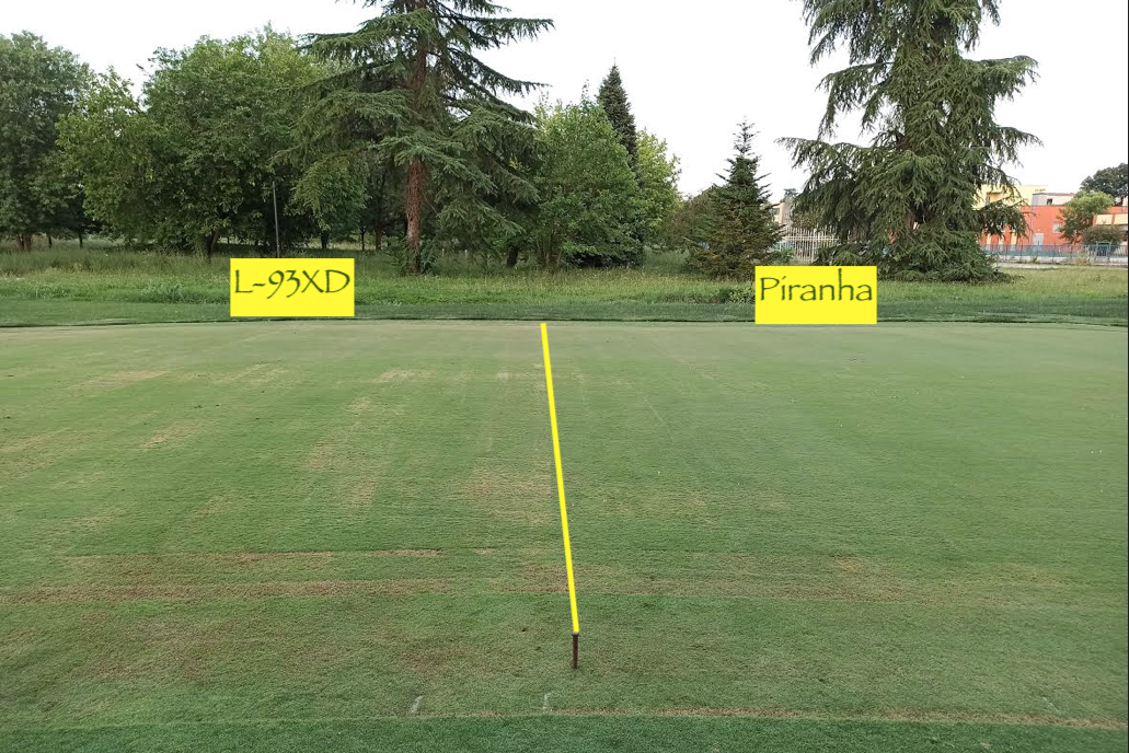 Prova di scalping - Agrostis stolonifera var. Piranha - 2020, Scuola Agraria di Padova