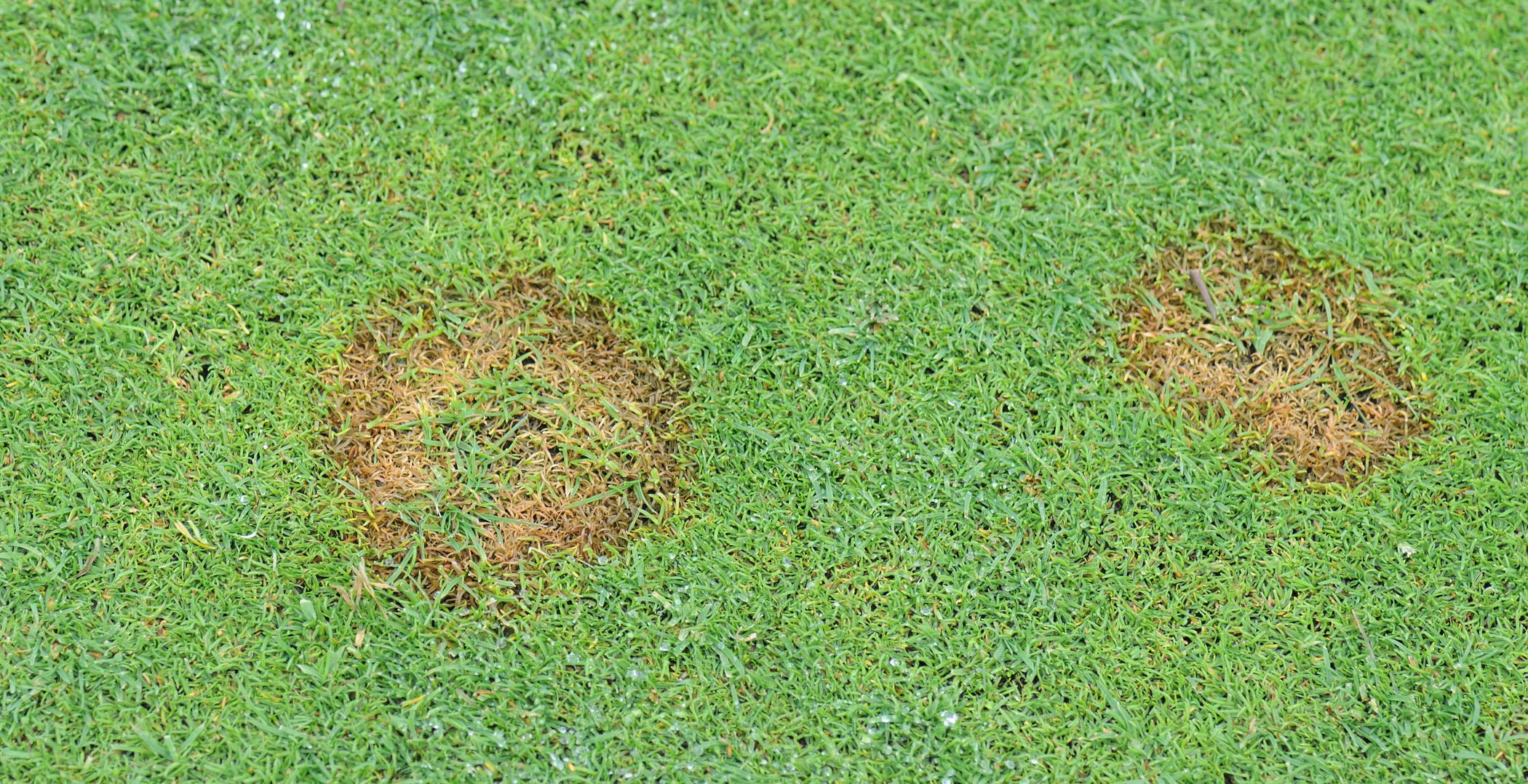Effetti su green di golf -1