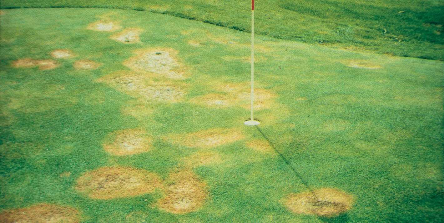 Effetti su green di golf - 2