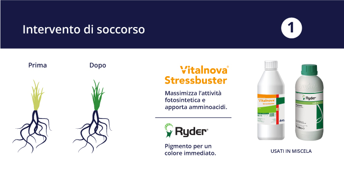 Massimizzare l'attività fotosintetica