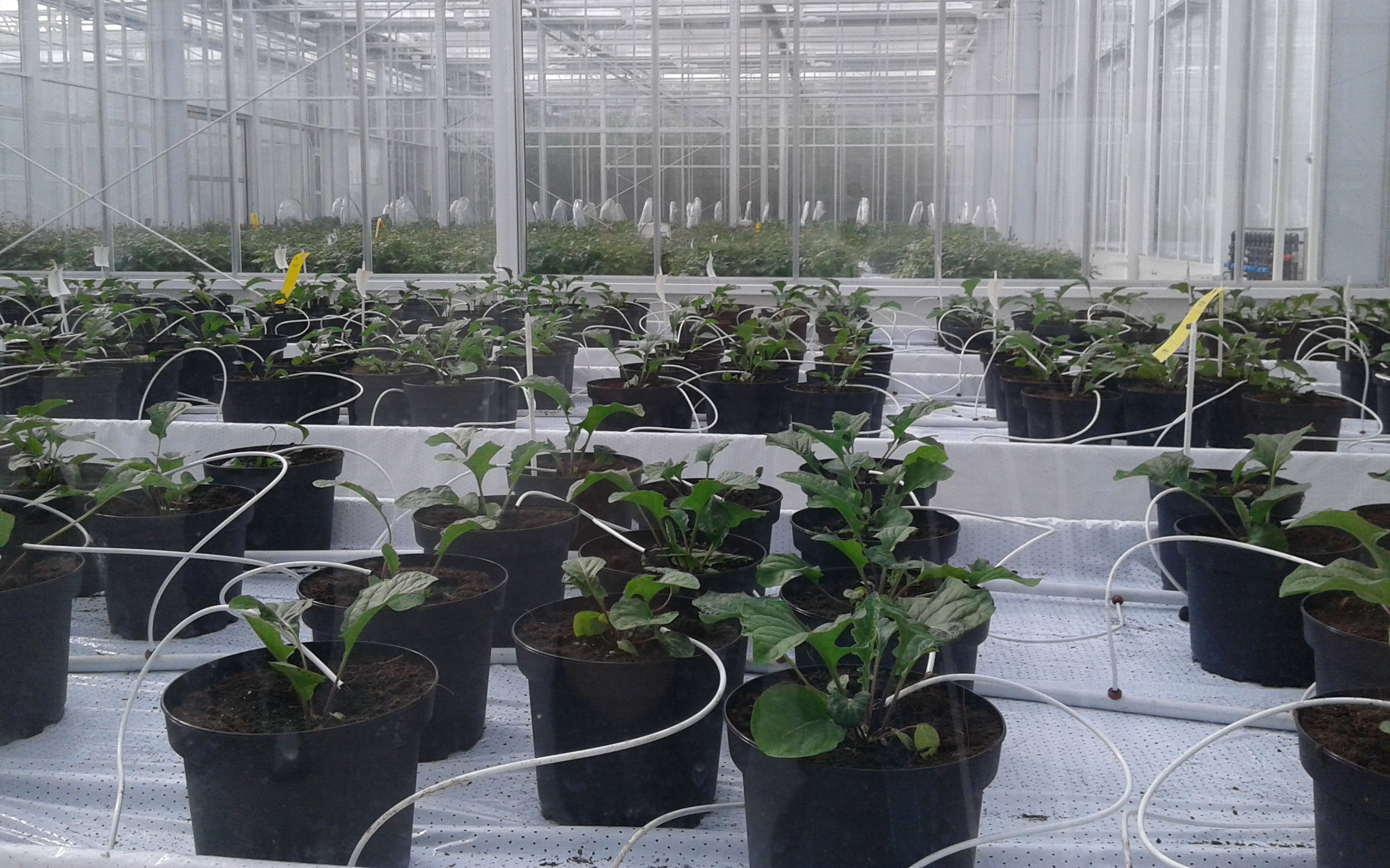 OH Campus 2018 - visita al World Horti Center