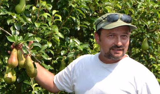 Davide Stefanini | Az. Agr. Stefanini Davide & Daniele “Usiamo da 4 anni i prodotti ICL: sono pratici ed efficaci. Ad inizio stagione l’Agromaster 25-5-10 localizzato lungo il filare, in fertirrigazione il Solinure GT e come fogliari i diversi titoli del Agroleaf Power.”