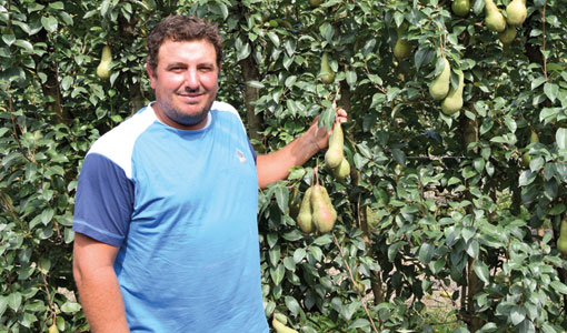 Pietro Pizzolato | Az. Agr. Pizzolato “Ormai da molto uso l’Agromaster su portinnesto Adams mentre su Cotogno EMC uso l’Agromaster 25-5-10. Poi, avere sempre una buona pezzatura e produzioni costanti, senza alternanza, faccio la fertirrigazione giornaliera con Solinure FX. Con i trattamenti fogliari di protezione aggiungo sempre l’Agroleaf Power 31-11-11.”