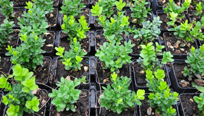 Buxus with Osmocote and Osmocote CalMag