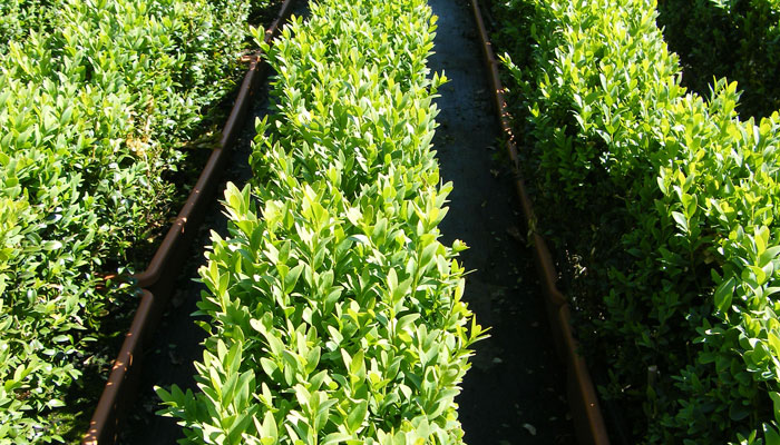 Getting your nutrition right 1 Getting the right nutrition with your Buxus can lead to great looking hedges which will sell out of the nursery.