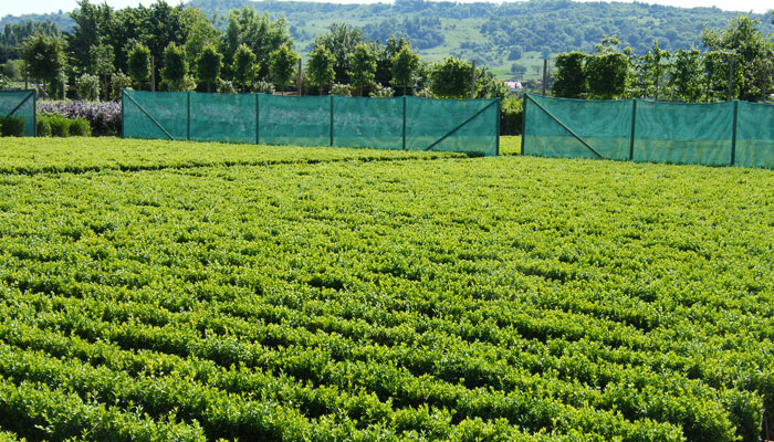 Getting your nutrition right 2 Getting the right nutrition with your Buxus can lead to great looking hedges which will sell out of the nursery.