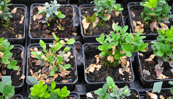 Grower standard practice