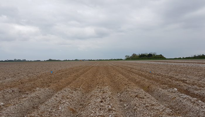 Potato field in preparation