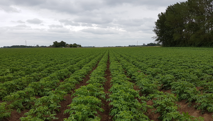 Potato Trial Plot (control in foreground)