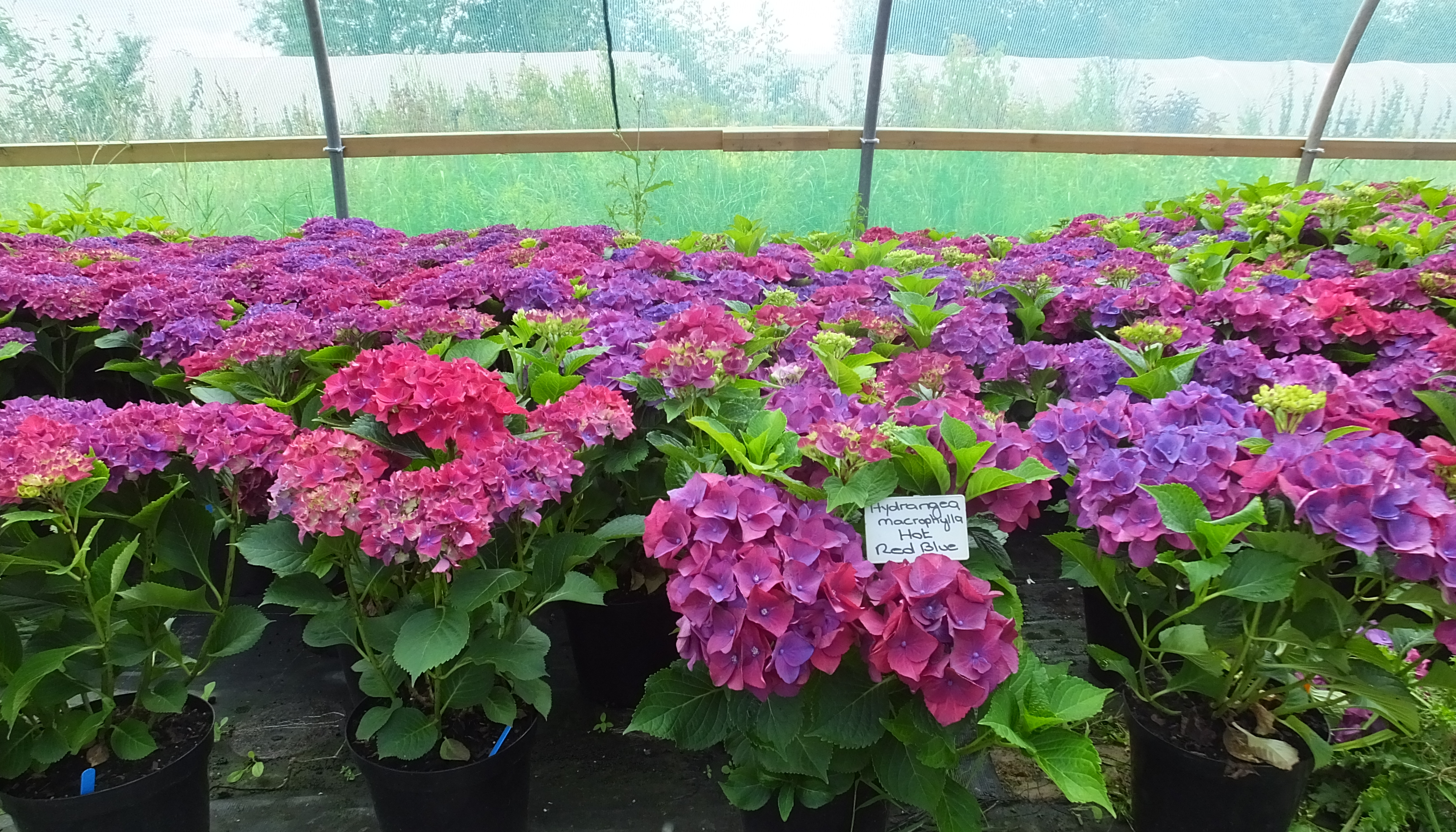 Stunning Blue Hydrangeas with Osmocote BlueMax ICL