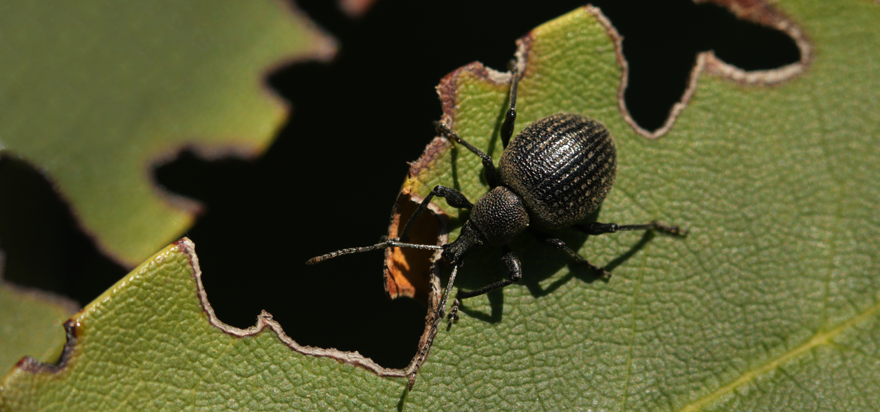 Nemasys L Nematode Control For Black Vine Weevil