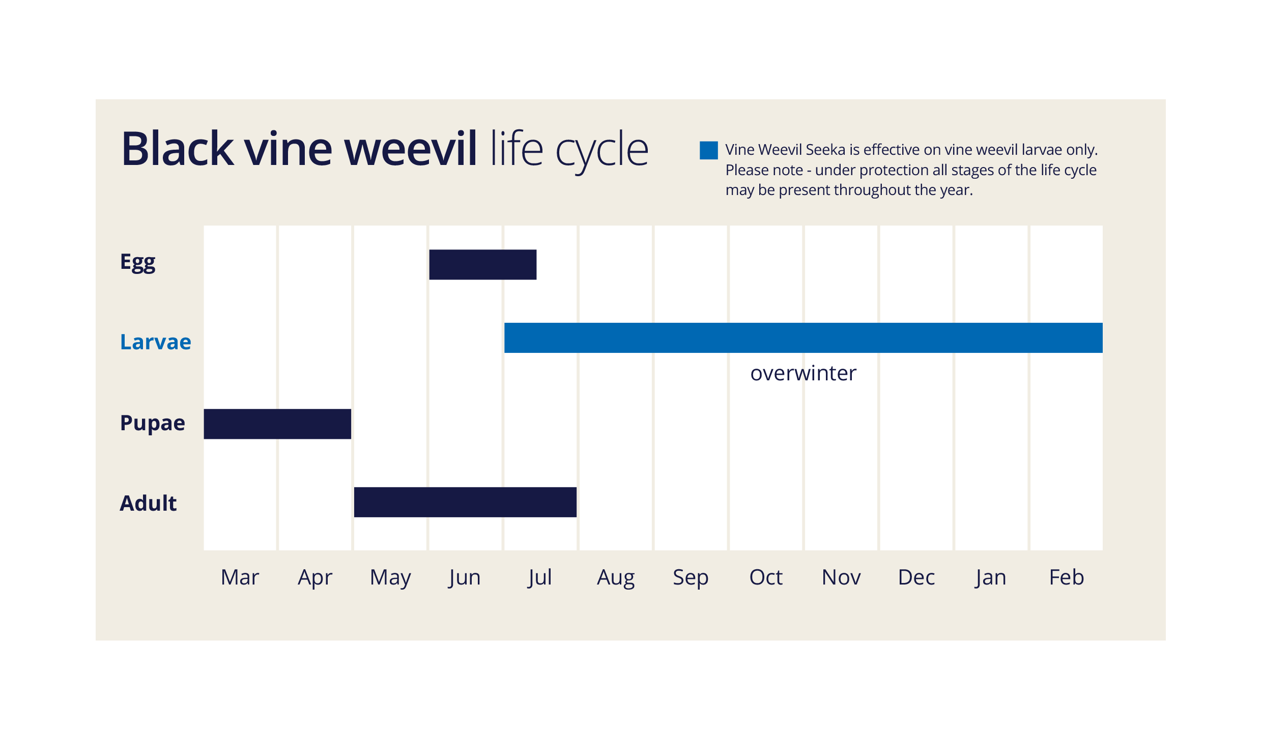 Grain Weevil Life Cycle